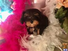 maltipoo puppy posted by NEW PUPPIES
